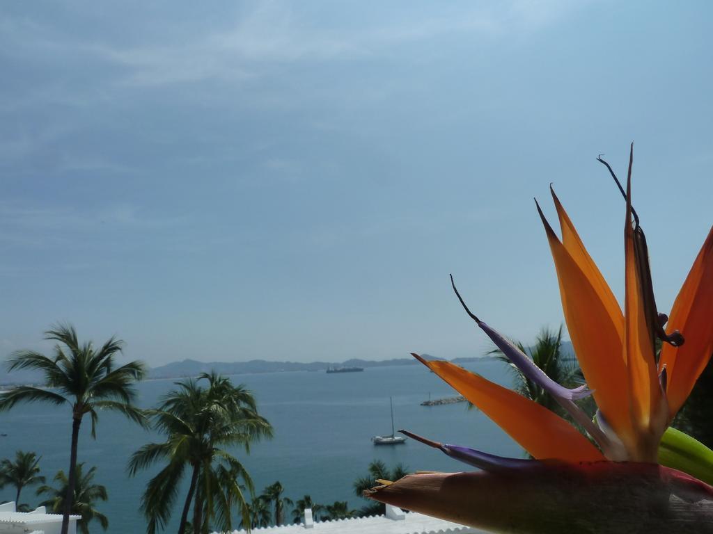 Dolphin Cove Inn Manzanillo Zewnętrze zdjęcie